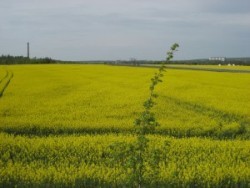 Blick auf die ehem. Brikettfabrik Witznitz und das ehem. Kraftwerk Thierbach
